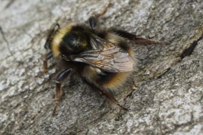 Bombus pratorum