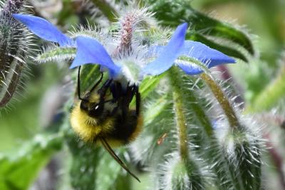 Bombus pratorum