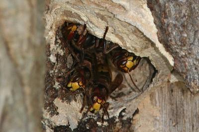 Vespa crabro
