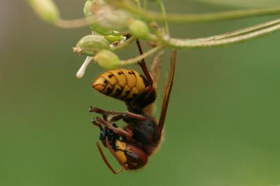 Vespa crabro