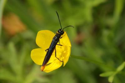 Cephidae