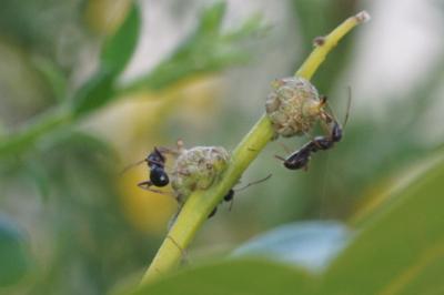 Cynipidae