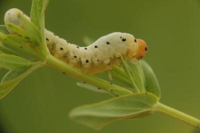 Tenthredo zona