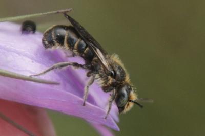 Chelostoma rapunculi