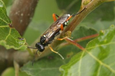 Macrophya rufipes