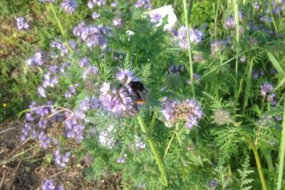 Bombus lapidarius