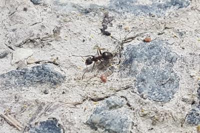 Lasius niger
