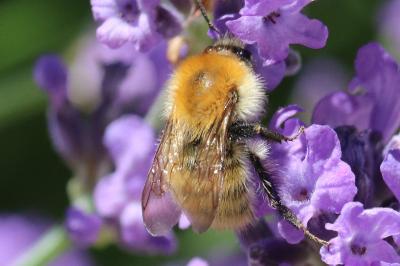 Bombus pascuorum