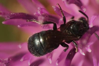 Ceratina cyanea