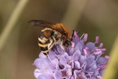 Colletidae