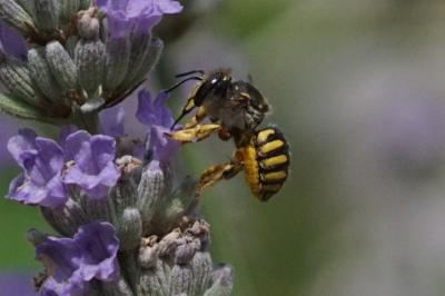 Anthidium manicatum