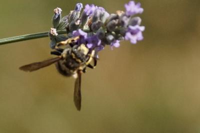 Anthidium manicatum