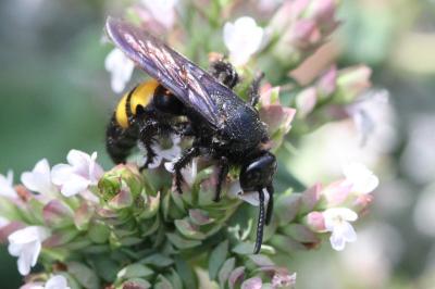 Scoliidae