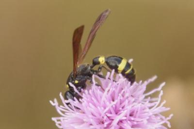 Discoelius dufourii