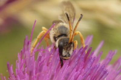 Halictus sexcinctus
