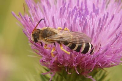 Halictidae