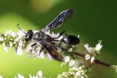 Isodontia mexicana