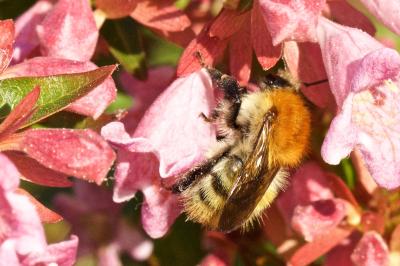Bombus pascuorum
