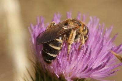 Halictus quadricinctus