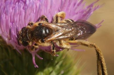 Halictus quadricinctus
