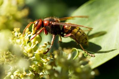 Vespidae