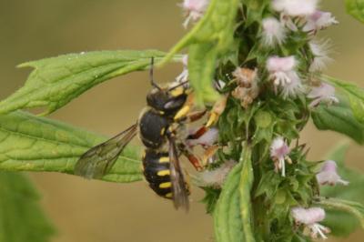 Megachilidae