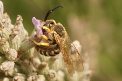 Halictus scabiosae