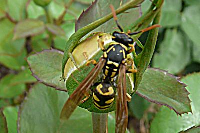 Polistes dominula
