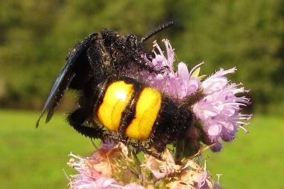 Scolia hirta