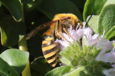 Colletidae