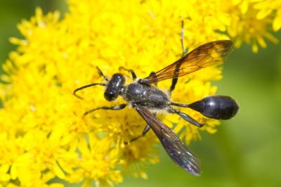 Isodontia mexicana