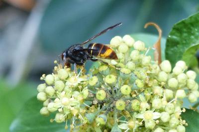 Vespa velutina