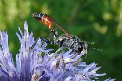 Prionyx kirbii
