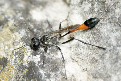 Sphecidae