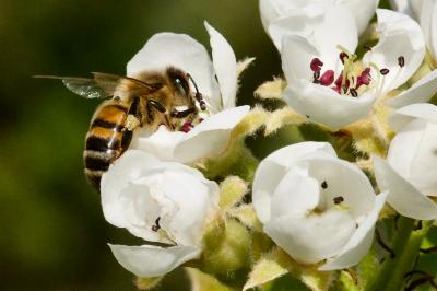 Apis mellifera