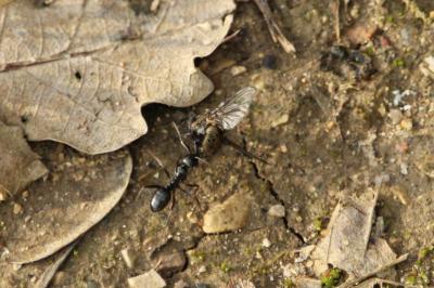 Formica gagates