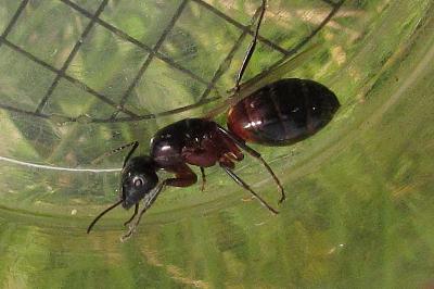 Camponotus ligniperda