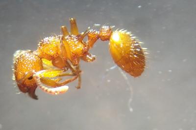 Myrmica scabrinodis