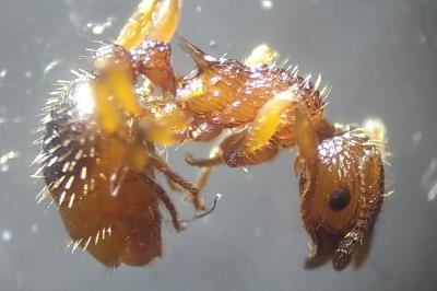 Myrmica scabrinodis