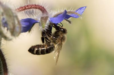 Apidae