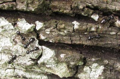 Lasius fuliginosus