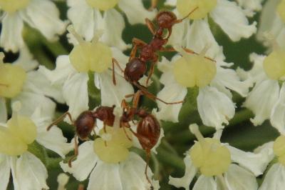 Myrmica ruginodis