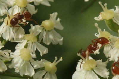 Myrmica ruginodis