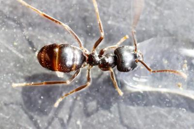 Lasius fuliginosus