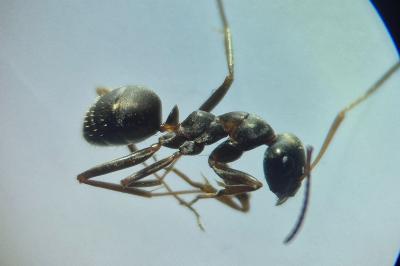 Formica cunicularia