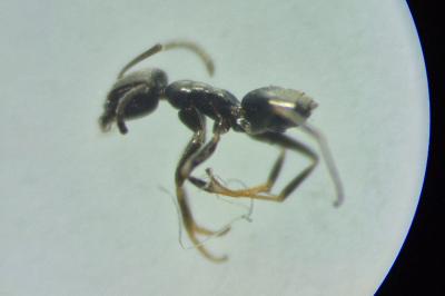 Tapinoma erraticum
