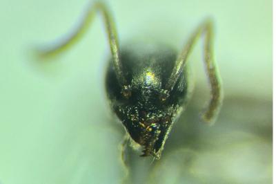 Tapinoma erraticum