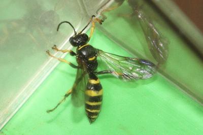 <i>Gorytes planifrons</i>