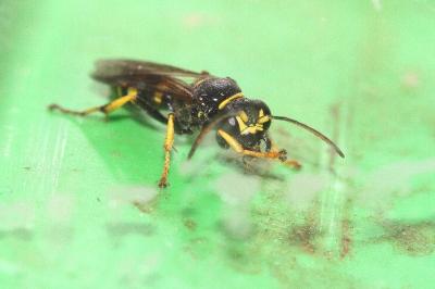 <i>Gorytes planifrons</i>
