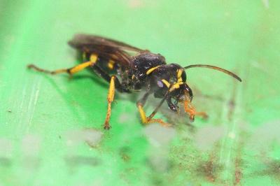 <i>Gorytes planifrons</i>